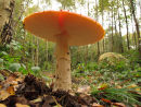 Fly Agaric fungi