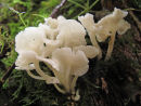 Fungi
