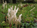 Wrinkled Club fungi