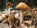 Sandy Stilball fungi