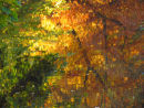 Autumn Reflections