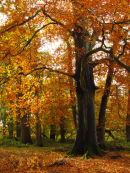 Autumn Beech trees