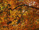 Autumn Beech leaves