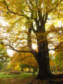 Autumn Beech colour