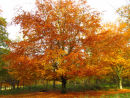 Autumn Beech colour