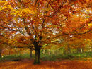 Autumn Beech colour