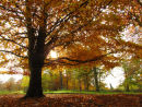 Autumn Beech colour