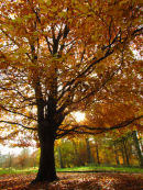 Autumn Beech Colour
