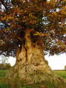 Sweet Chestnut tree