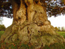 Sweet Chestnut tree