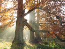Beech trees and shafts of morning light