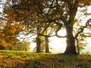 Autumn light and Oak trees