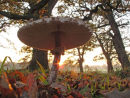 Shaggy Parasol fungi