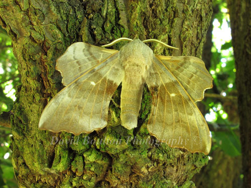 Butterflies & Moths
