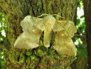 Butterflies & Moths