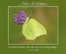 in whose hand is the life of every living thing... (Job 12:10 WEB)