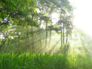 Woodland