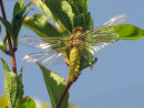Broad-bodied Chaser emerges from wildlife pond