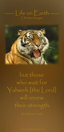 but those who wait for Yahweh will renew their strength. (Isaiah 40:31 WEB)