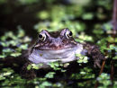 Wildlife in our Gardens