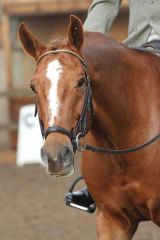 David Clarry Photography AT PARKLANDS EQUESTRIAN CENTRE ON Friday 4 NOV