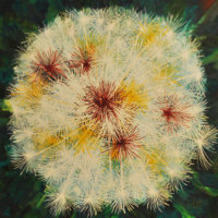 20092-Dandelion Metamorphoses