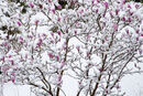 Magnolia in snow