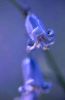 Bluebells