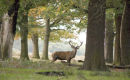 Lone deer