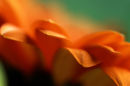 Orange petals