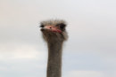 Ostrich