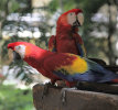 Red Macaws