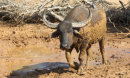 Yala national park