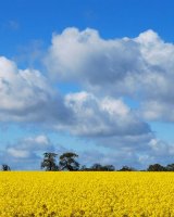 Yellow Landscape 02