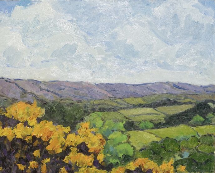 Gorse bushes, Wensleydale 1