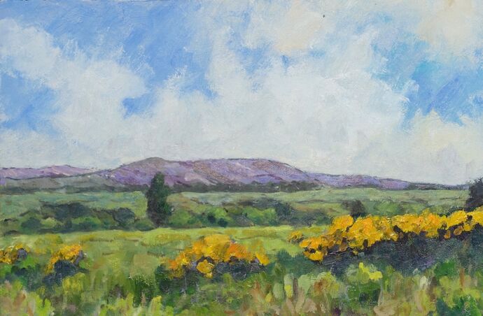 Gorse bushes, Wensleydale 2