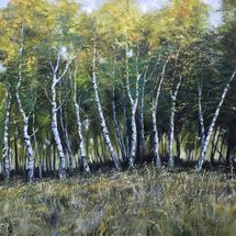 Birch stand Richmond Park