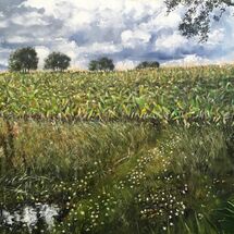 The Maize field Somerset