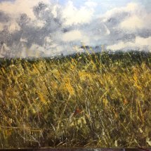 Summer field looking towards Montacute tower