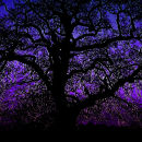Purple Oak