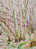 Lodge Copse 1 April 1996
