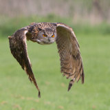Eagle Owl