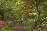 Autumn Walk in Sherwood Forest