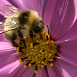 Bee on Cosmos