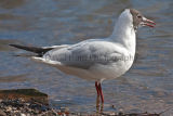Black Headed Gull(Larus Ridibundus)