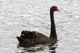 Black Swan