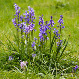 Bluebells