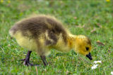 Canada Goose gosling