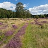 Clumber Heather