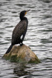 Cormorant on Rock